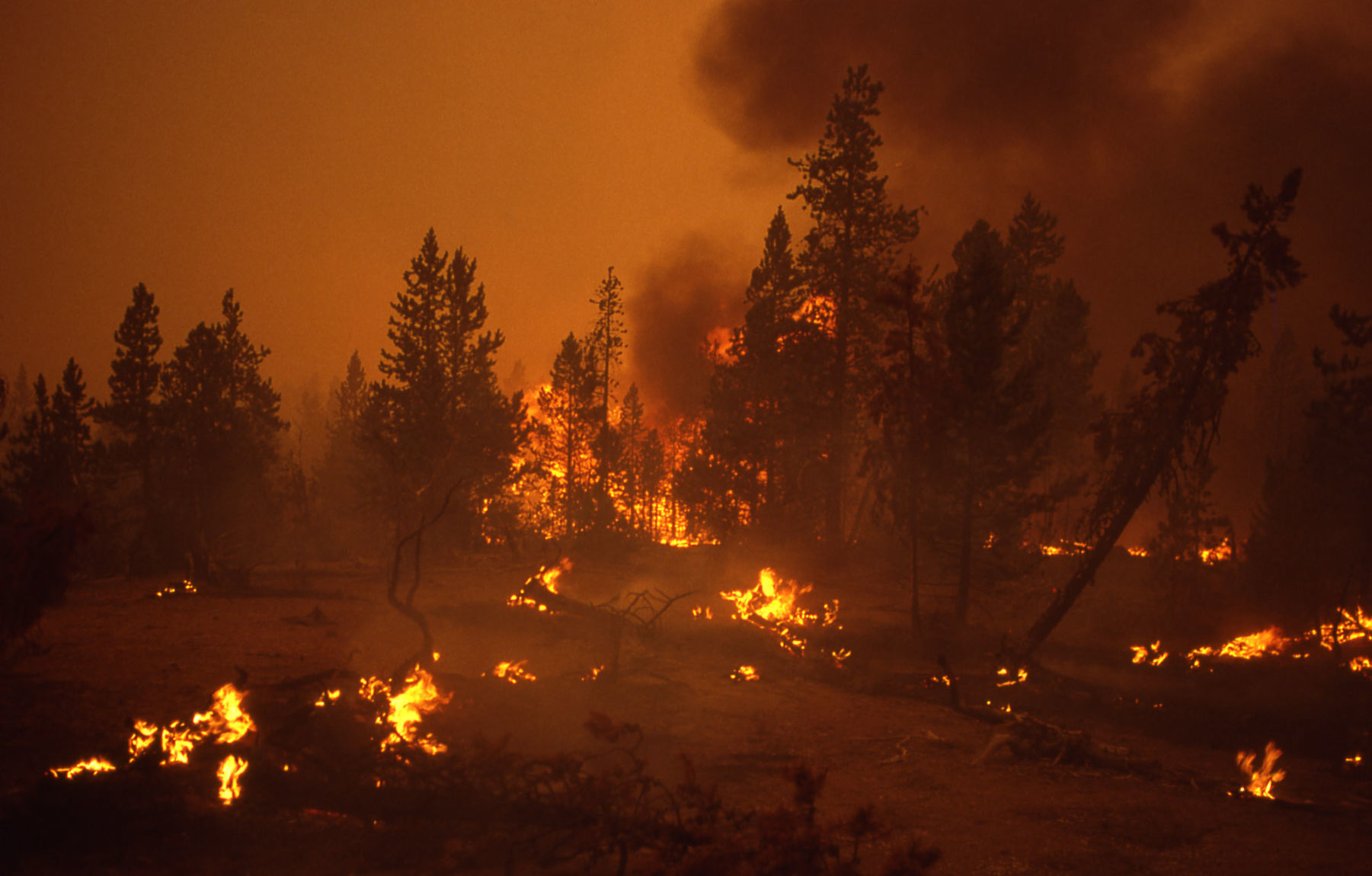 Ground fire at Norris Geyser Basin
